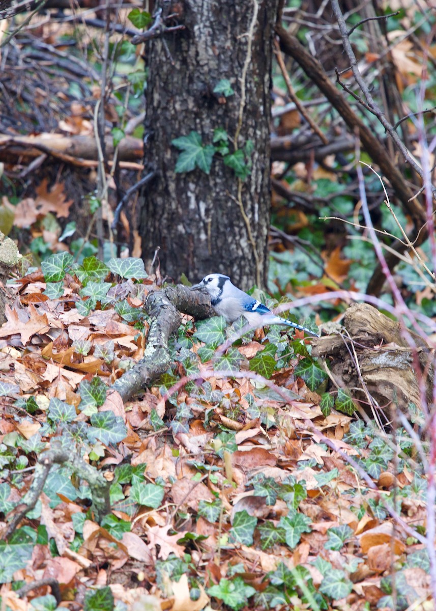 Blue Jay - ML129437651