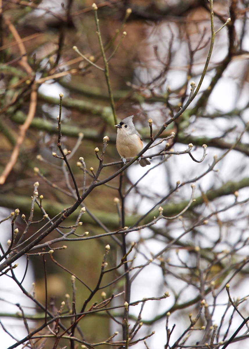 Mésange bicolore - ML129437681