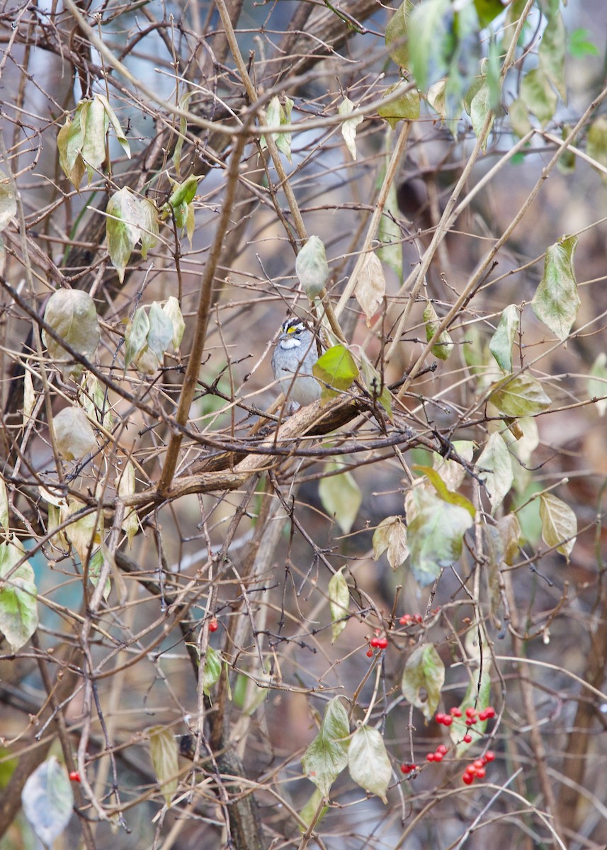 White-throated Sparrow - ML129437711