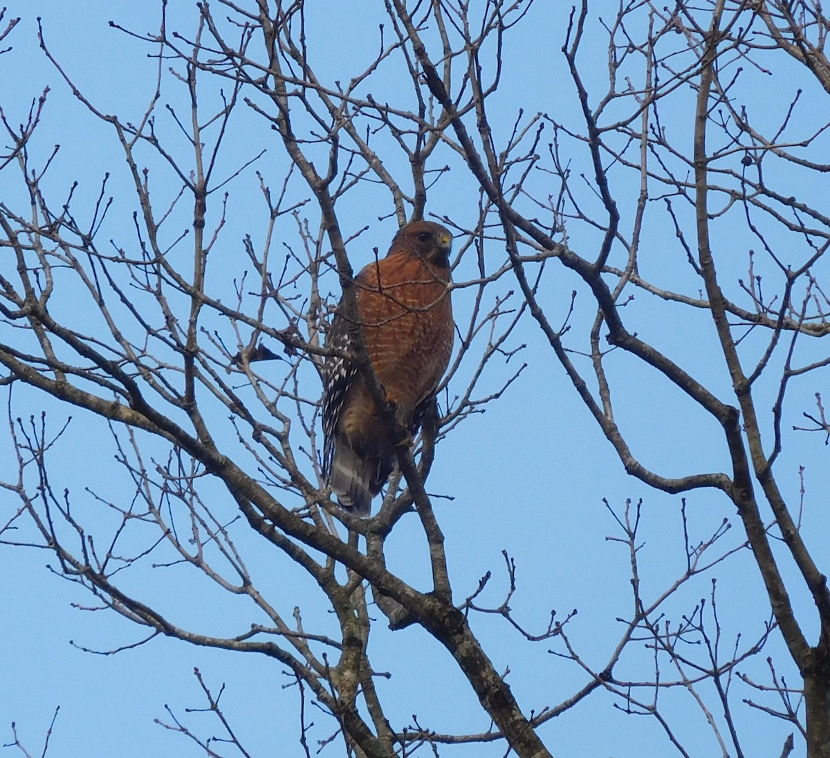 Red-shouldered Hawk - ML129438761