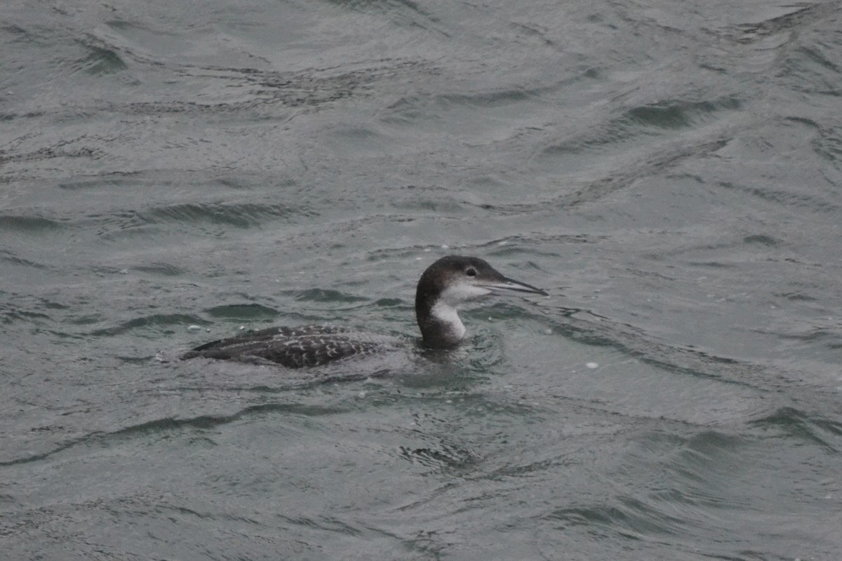 Common Loon - Nick Tepper