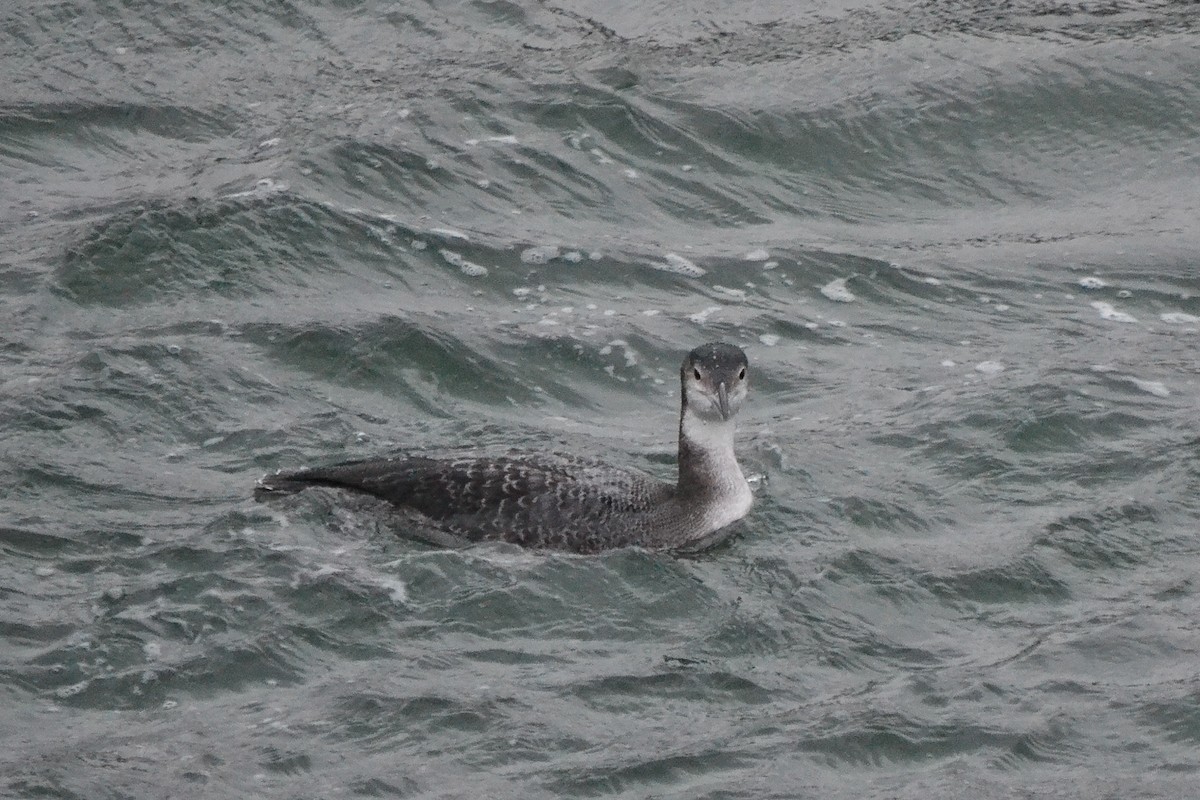 Common Loon - Nick Tepper