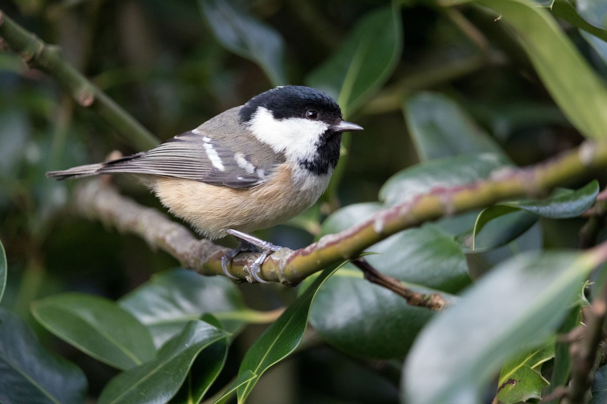 Coal Tit - Steven McGrath