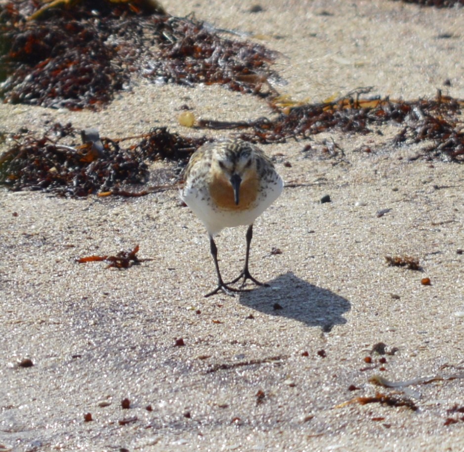 Bécasseau à col roux - ML129441471