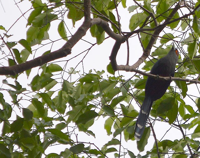 Chestnut-bellied Malkoha - ML129441491