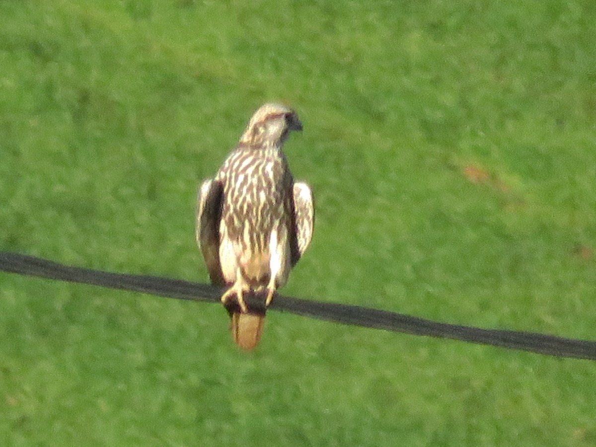 Lanario - ML129443051