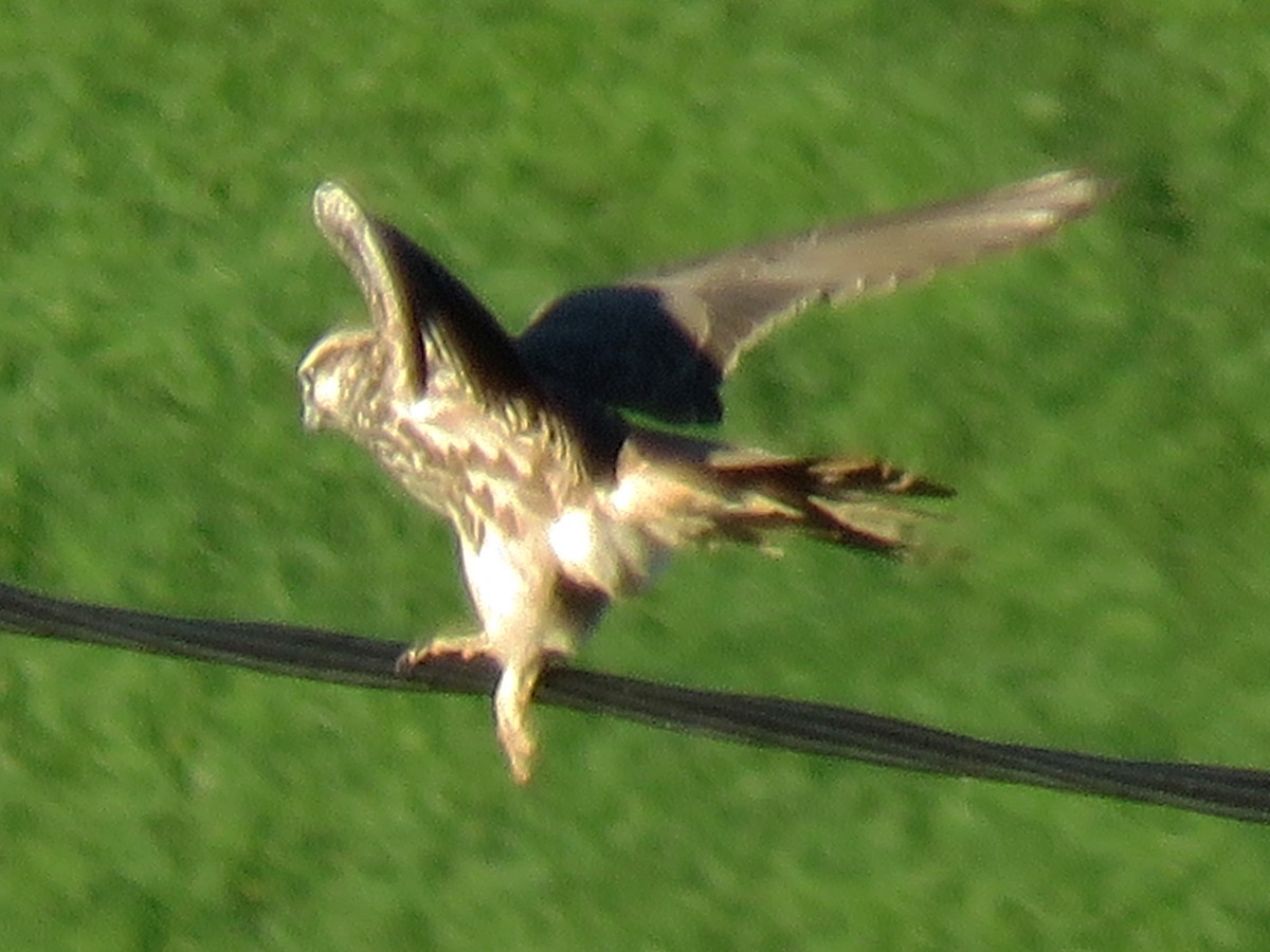 Lanario - ML129443091