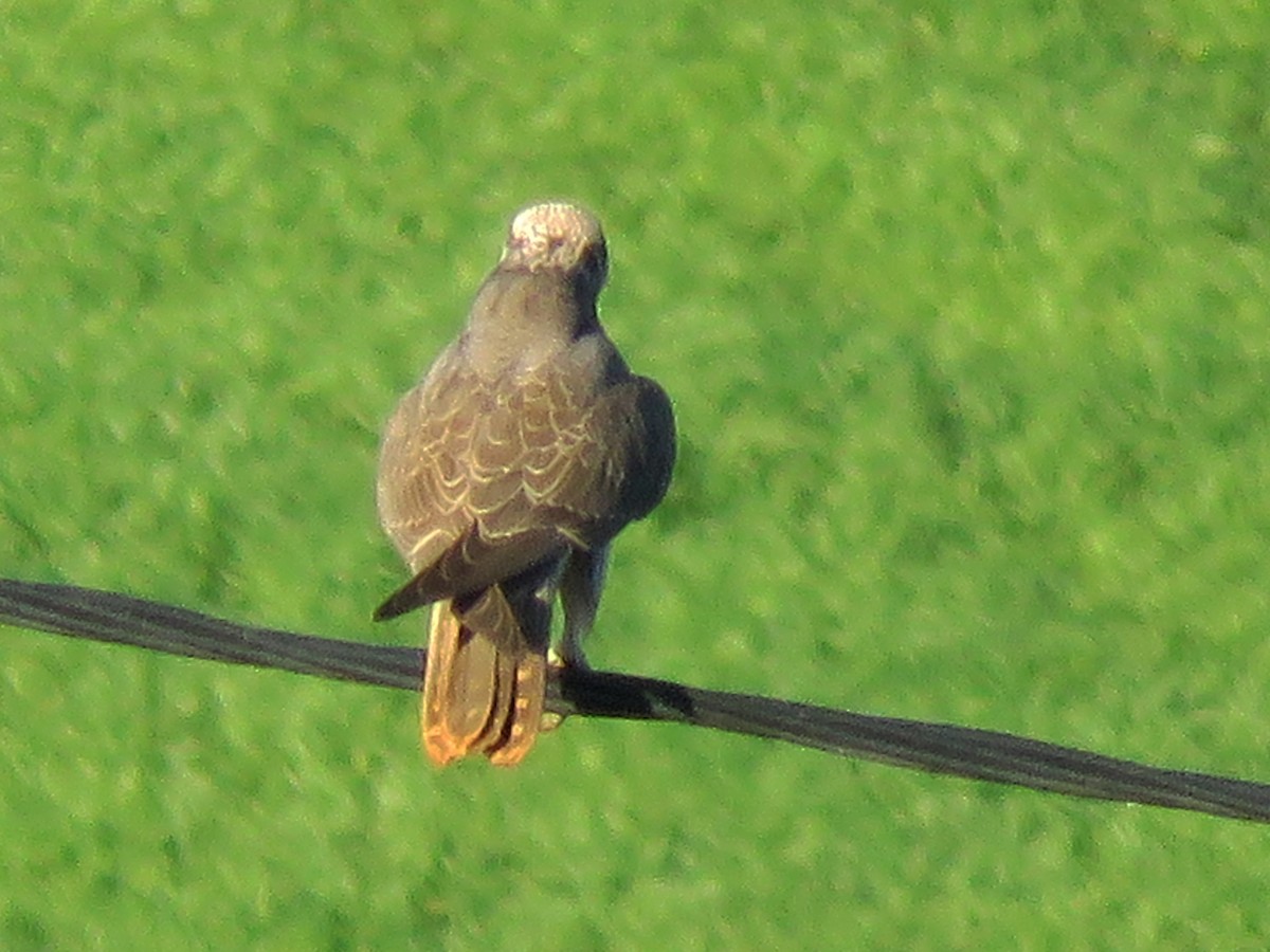 Lanario - ML129443121