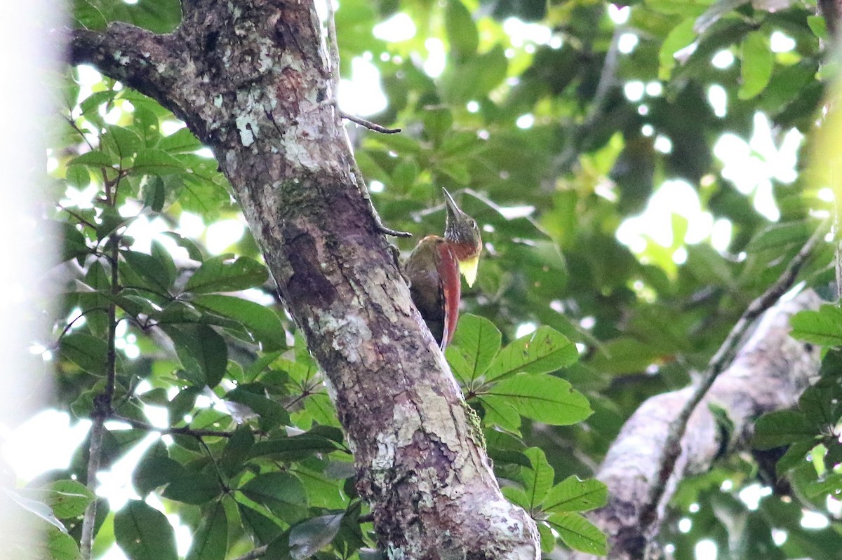 Checker-throated Woodpecker - ML129443381