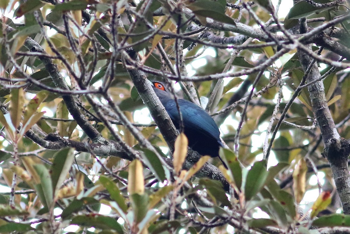 Chestnut-bellied Malkoha - Fadzrun A.