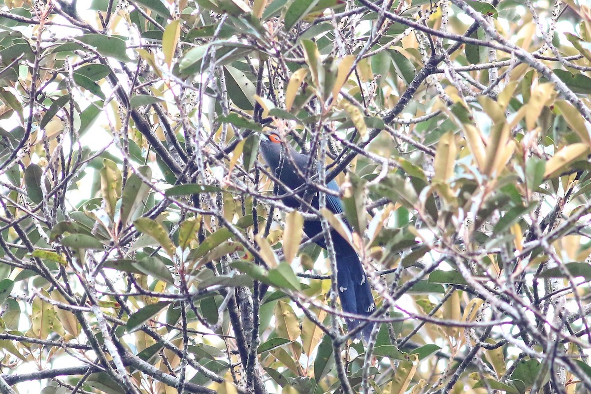 Chestnut-bellied Malkoha - ML129443961