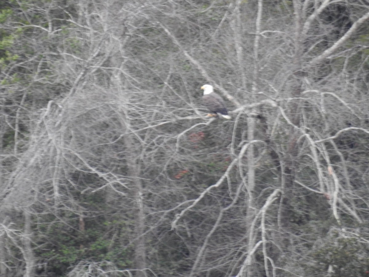 Bald Eagle - ML129445481