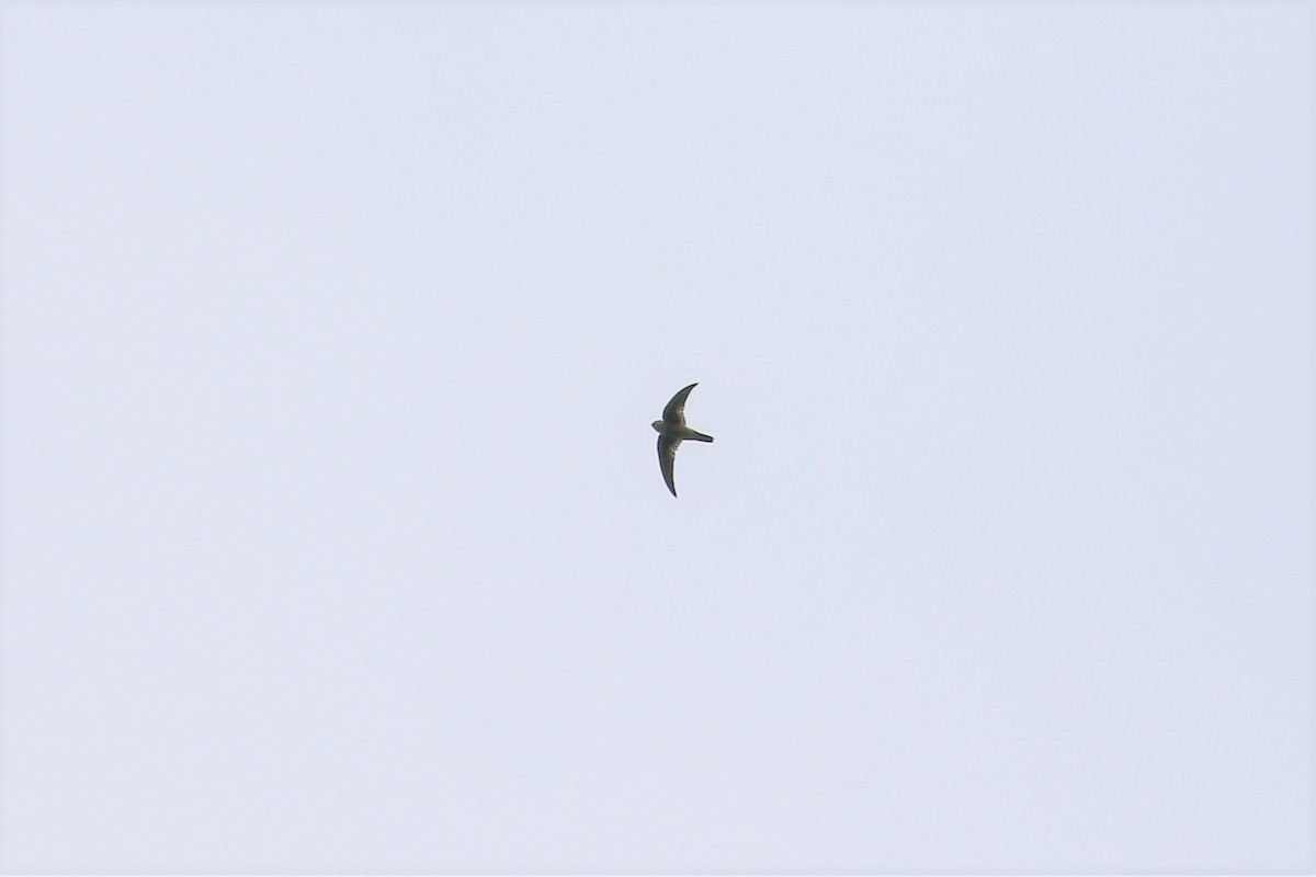 dark swiftlet sp. - ML129445501