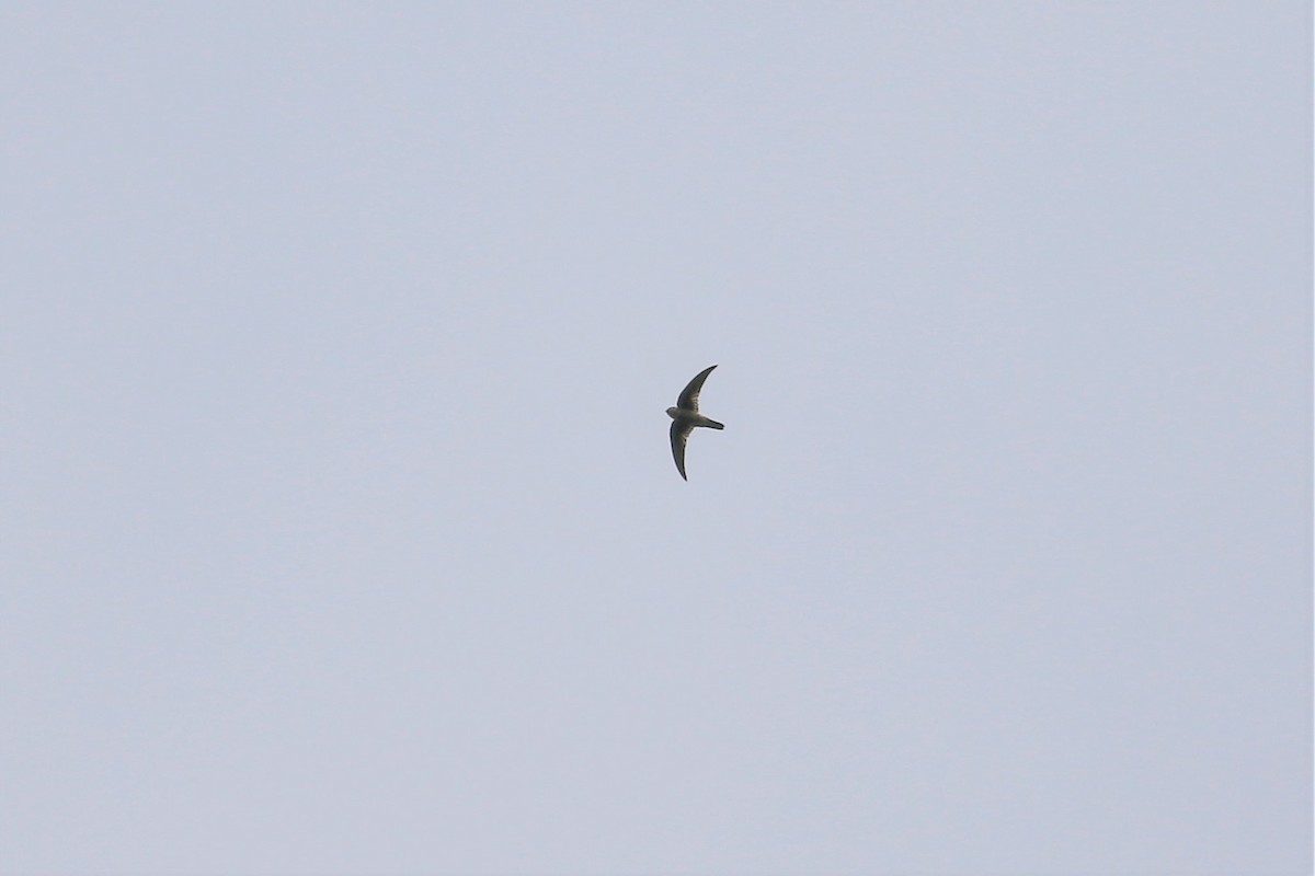 dark swiftlet sp. - ML129445511