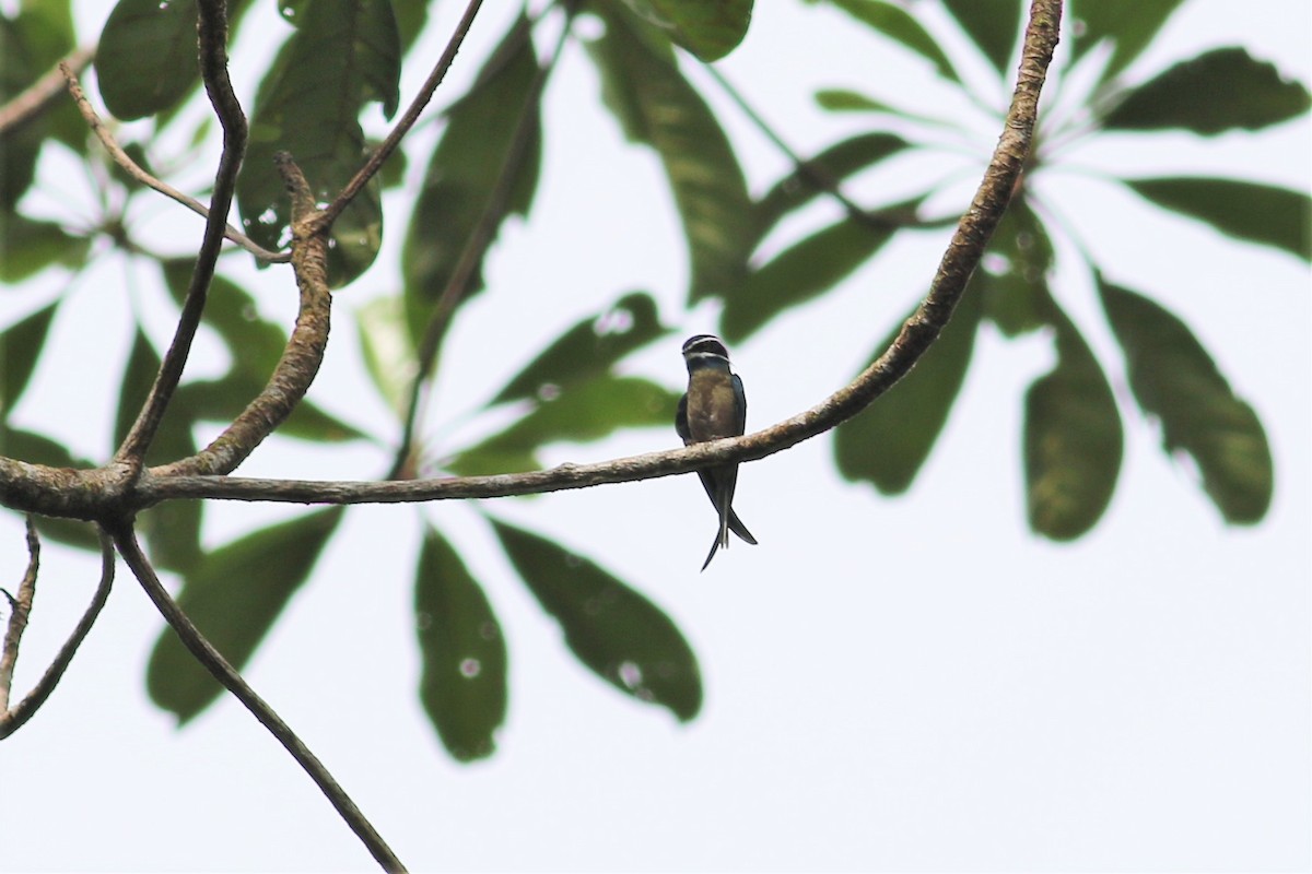 Whiskered Treeswift - ML129445701