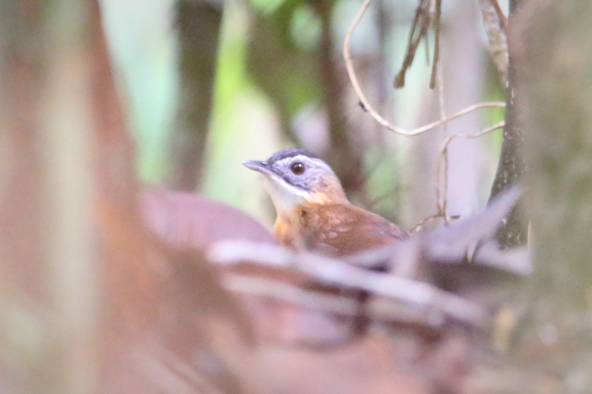 Malayan Black-capped Babbler - ML129446061