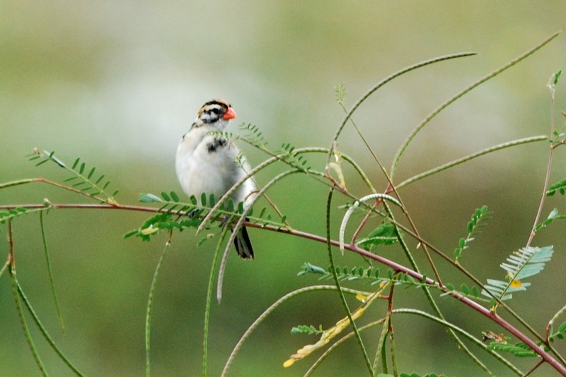 Pin-tailed Whydah - ML129446231