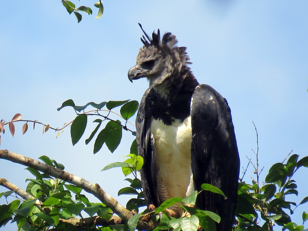 Harpy Eagle - ML129446651