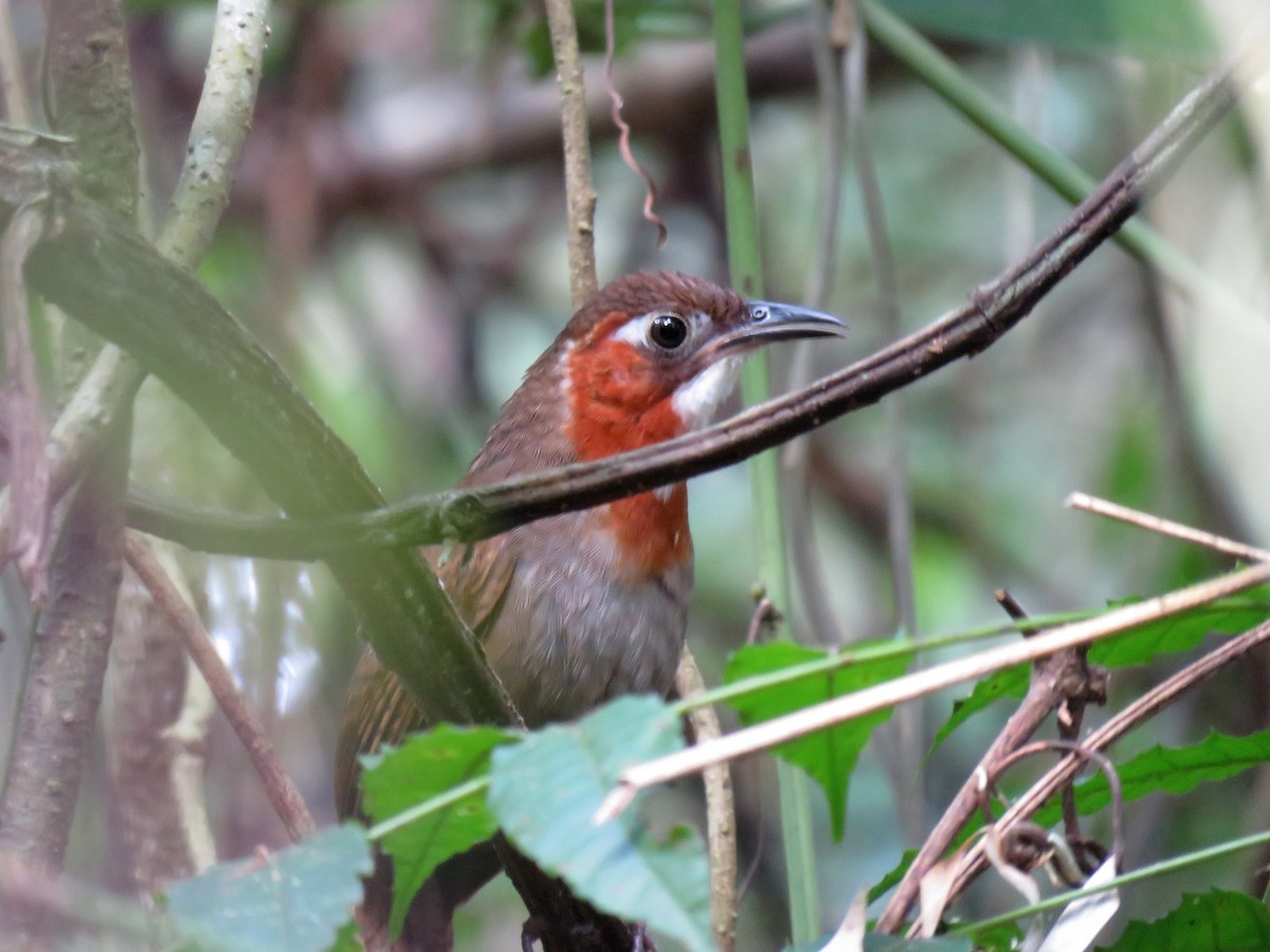 Song Wren - ML129446761