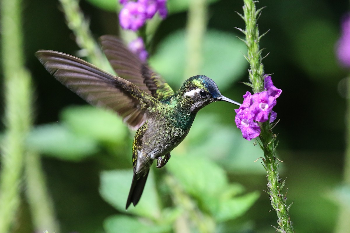 Purple-throated Mountain-gem - ML129448161