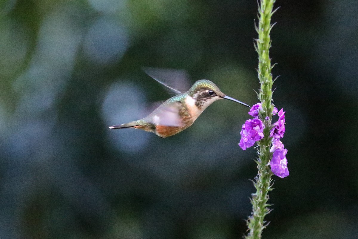 magentakolibri - ML129448171