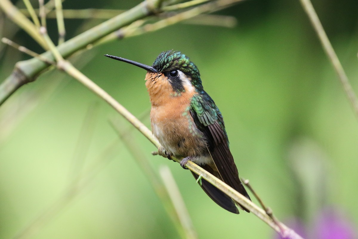 Purple-throated Mountain-gem - Blair Dudeck