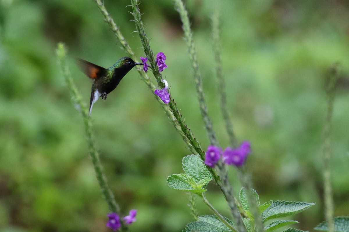 svartbrystkolibri - ML129448271