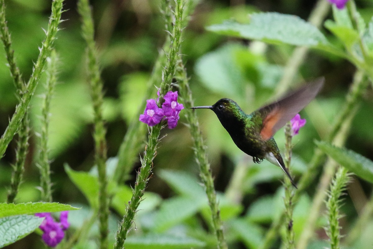 svartbrystkolibri - ML129448321