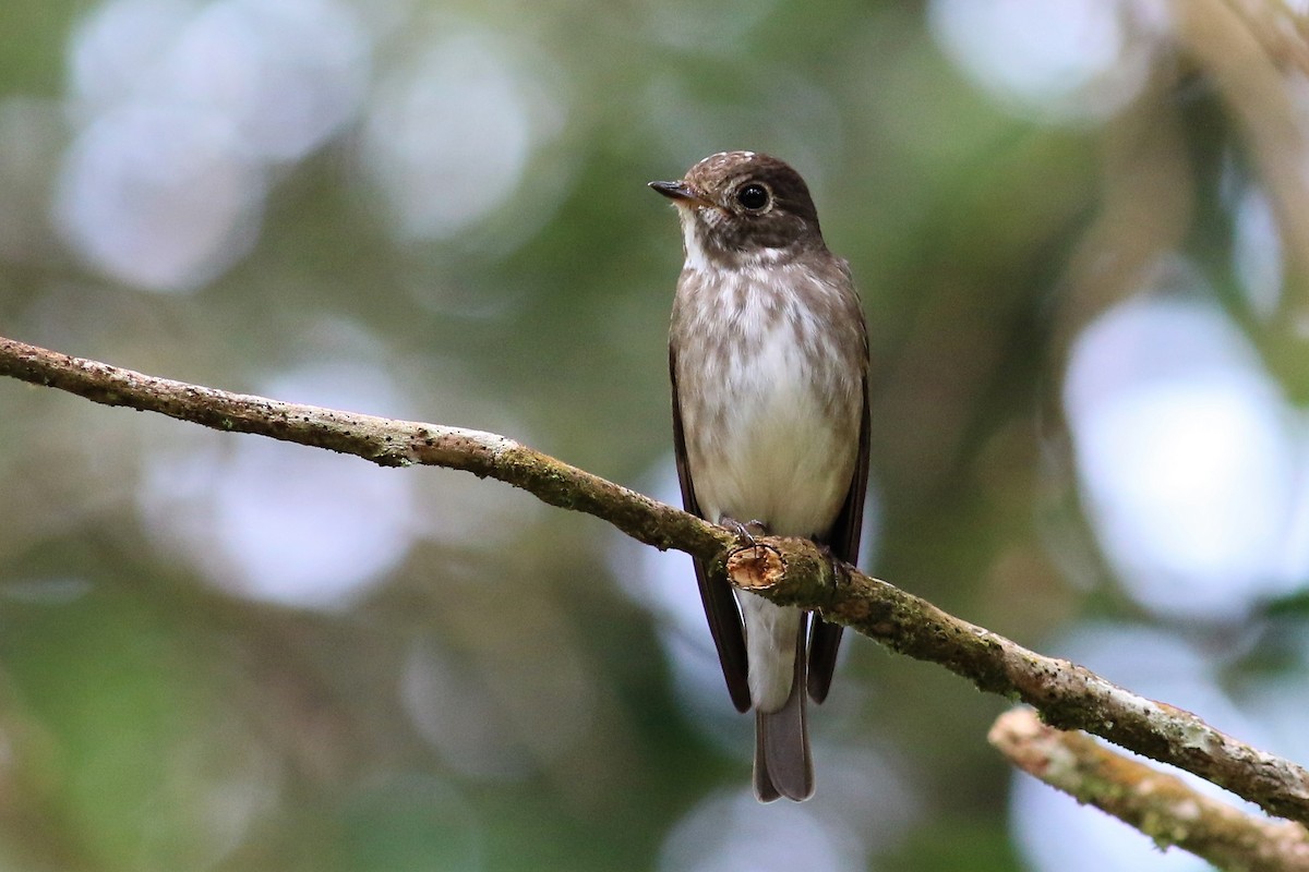 Dark-sided Flycatcher - ML129448881