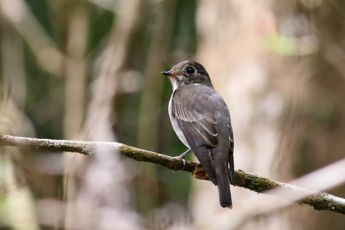 Dark-sided Flycatcher - ML129448891