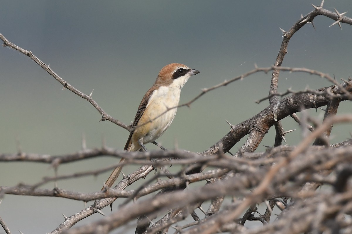 Brown Shrike - Sriram Reddy