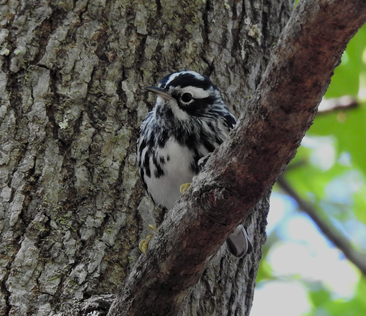 Black-and-white Warbler - ML129451111