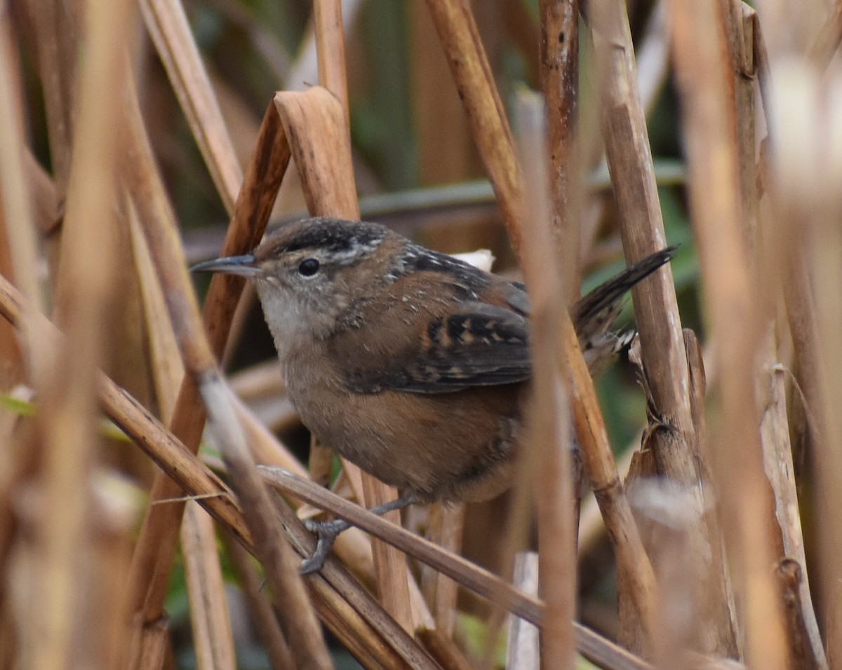 Marsh Wren - ML129451321