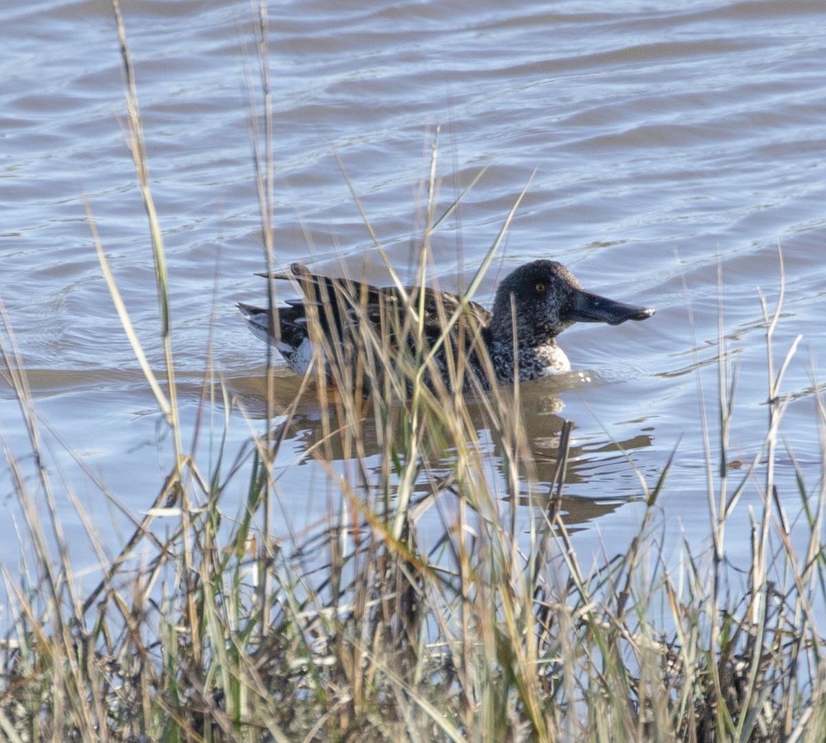 Northern Shoveler - ML129452411