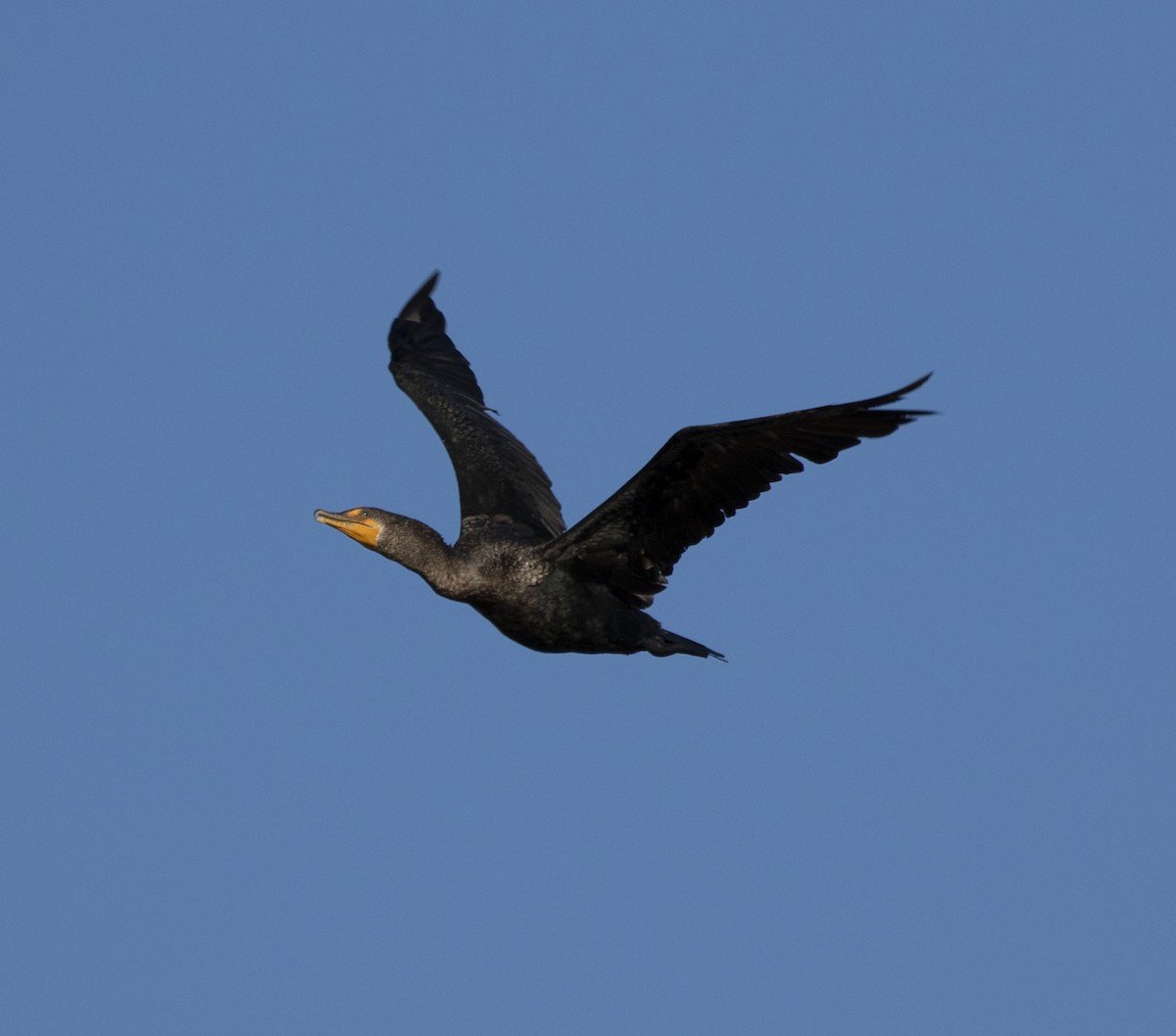 Double-crested Cormorant - Matthew Heintzelman