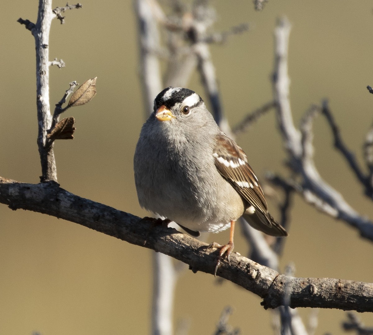 White-crowned Sparrow - Matthew Heintzelman