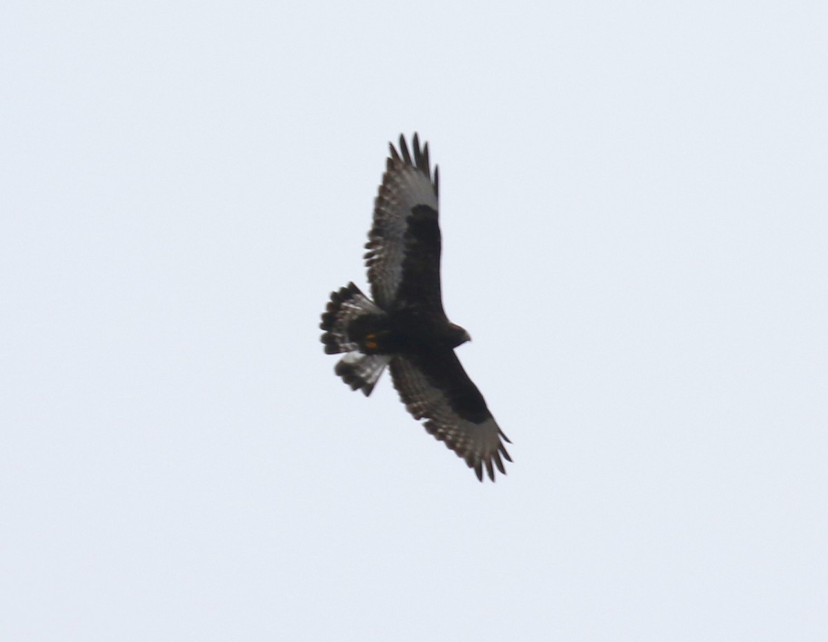 Rough-legged Hawk - ML129455001