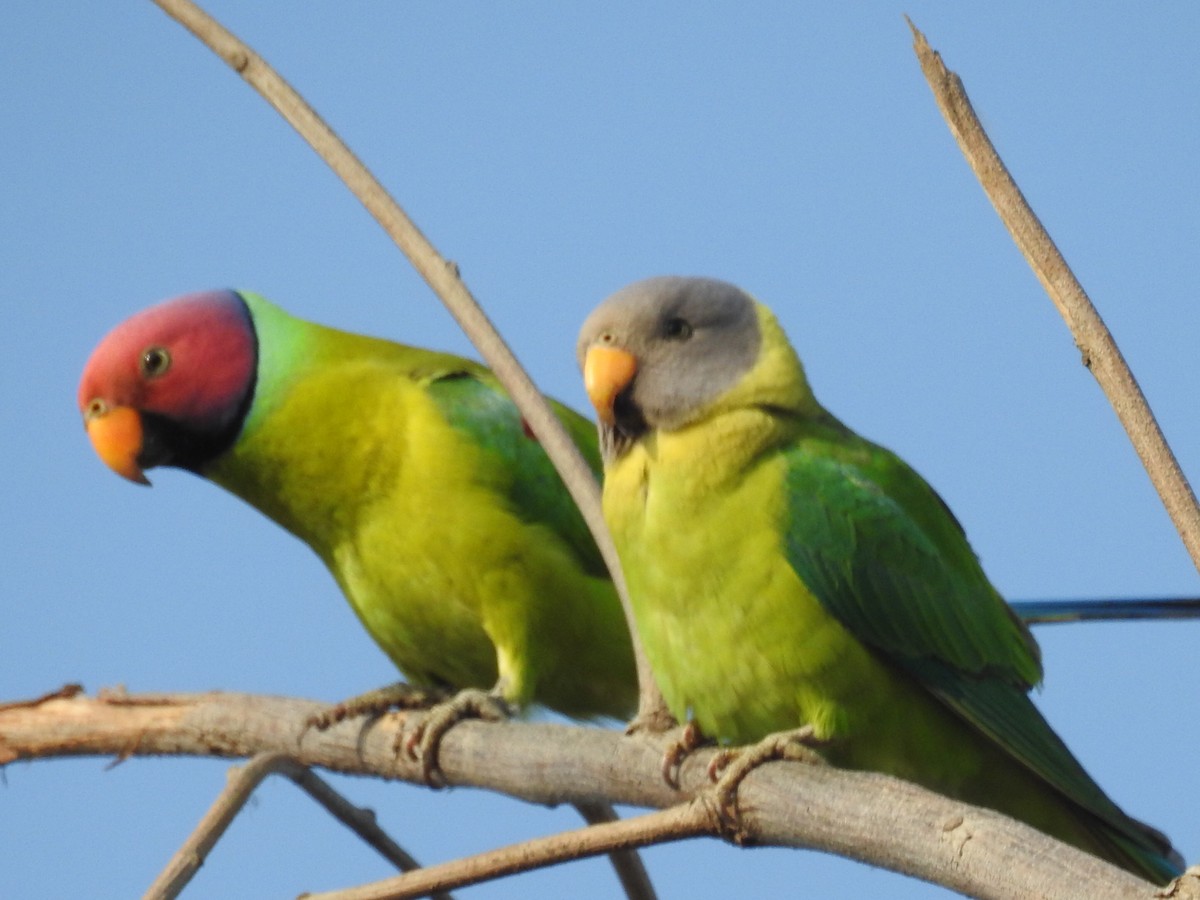 Plum-headed Parakeet - Shilpa Gadgil