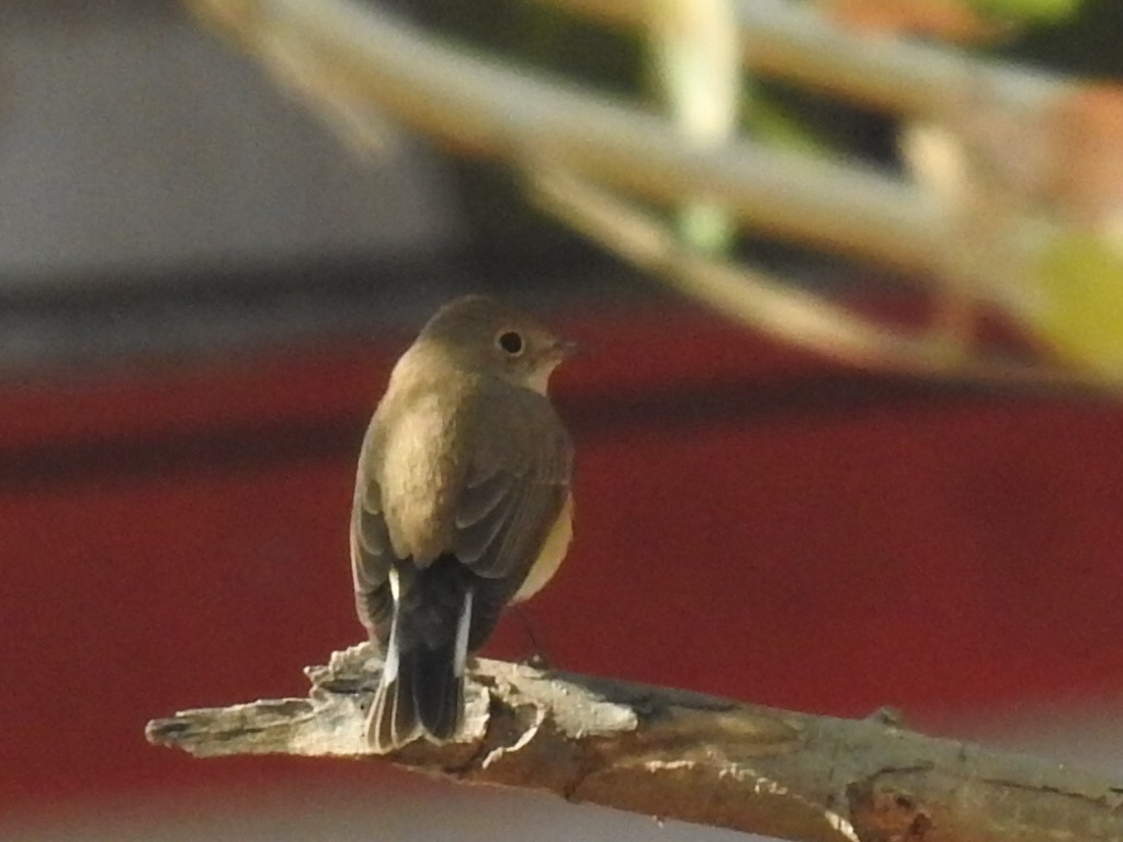 Taiga/Red-breasted Flycatcher - ML129455381