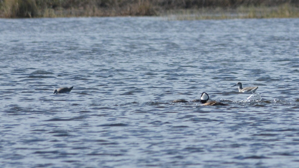 Wilson's Phalarope - ML129456221