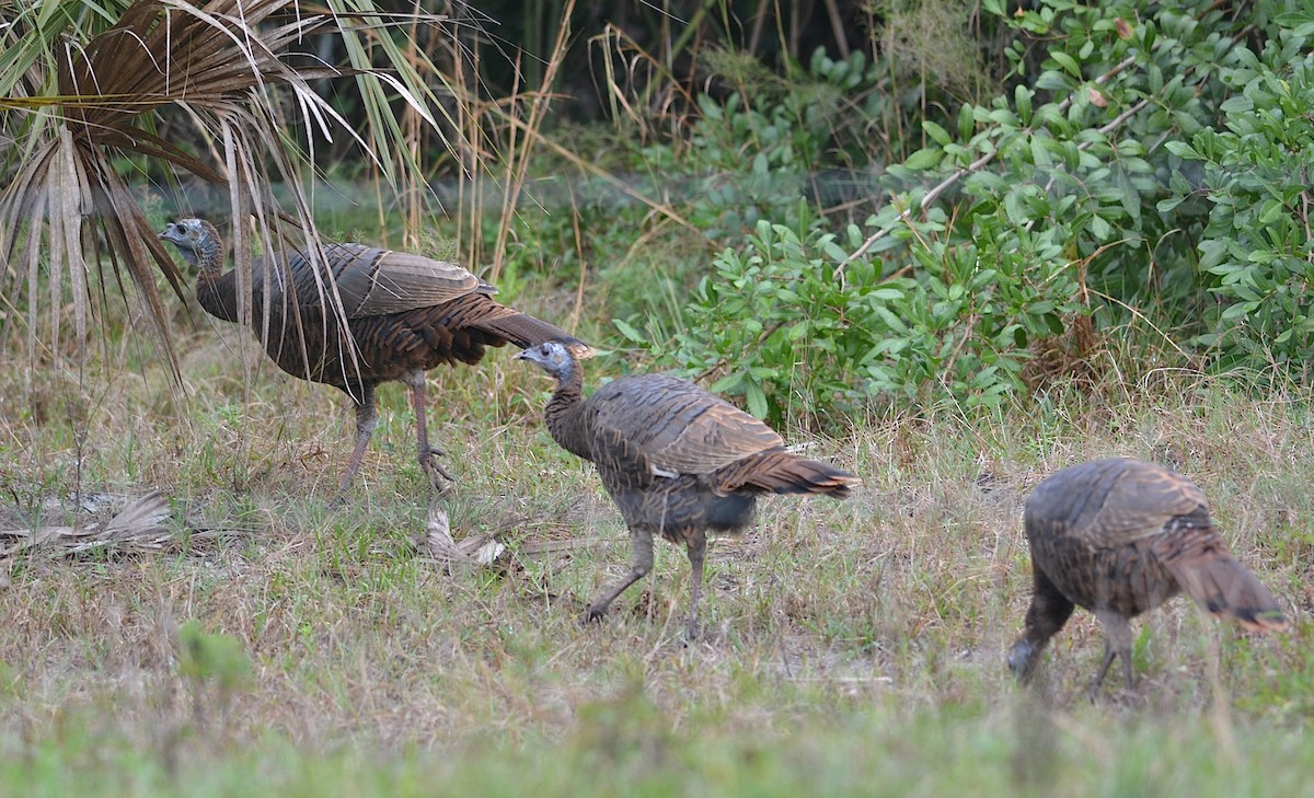 Wild Turkey - ML129456251