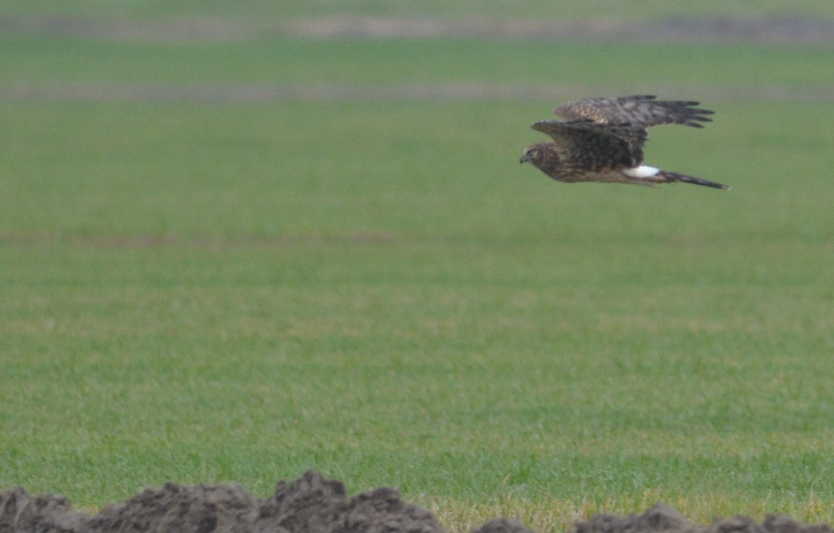 Northern Harrier - ML129456281