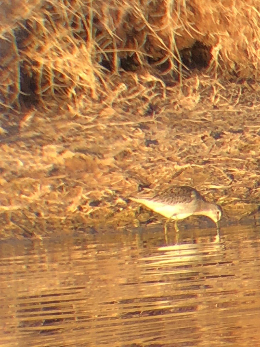 Long-billed Dowitcher - ML129457191