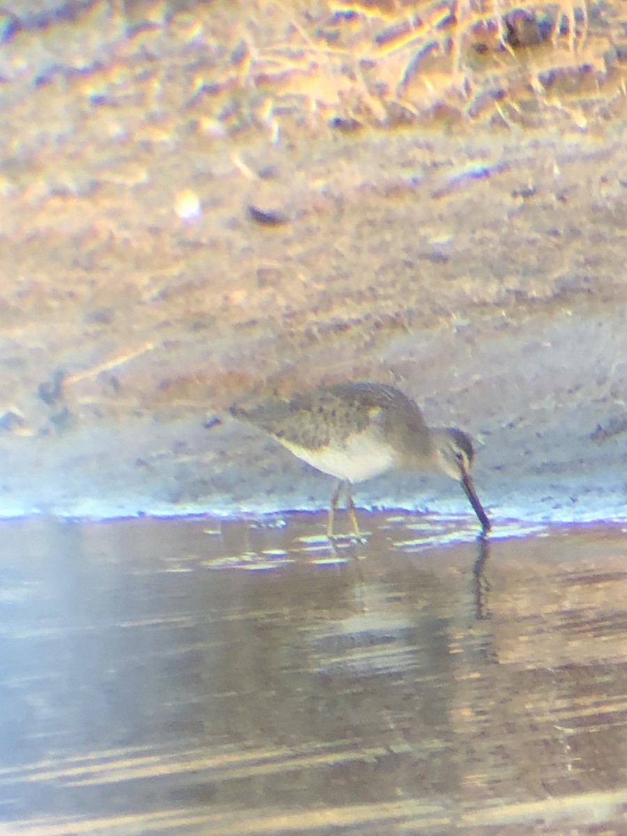 Long-billed Dowitcher - ML129457211