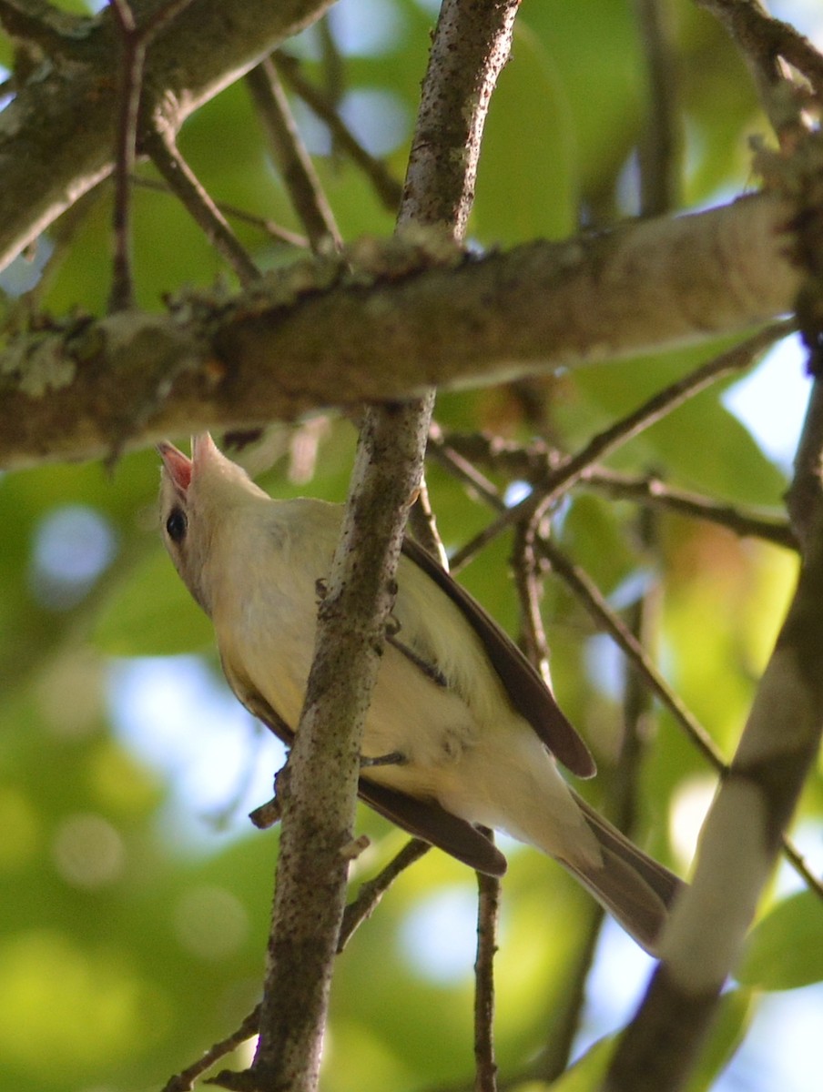 Warbling Vireo - ML129457951