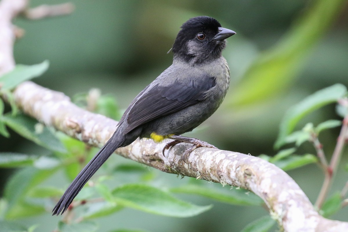 Yellow-thighed Brushfinch - Blair Dudeck