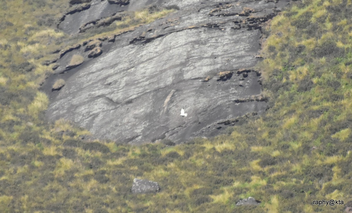 Black-winged Kite - Anonymous