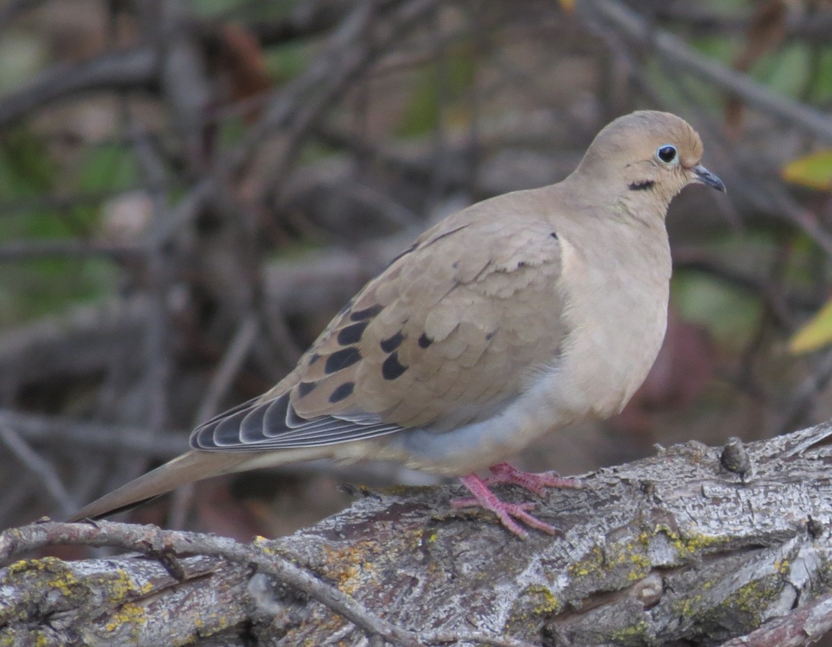 Mourning Dove - Kitty ONeil