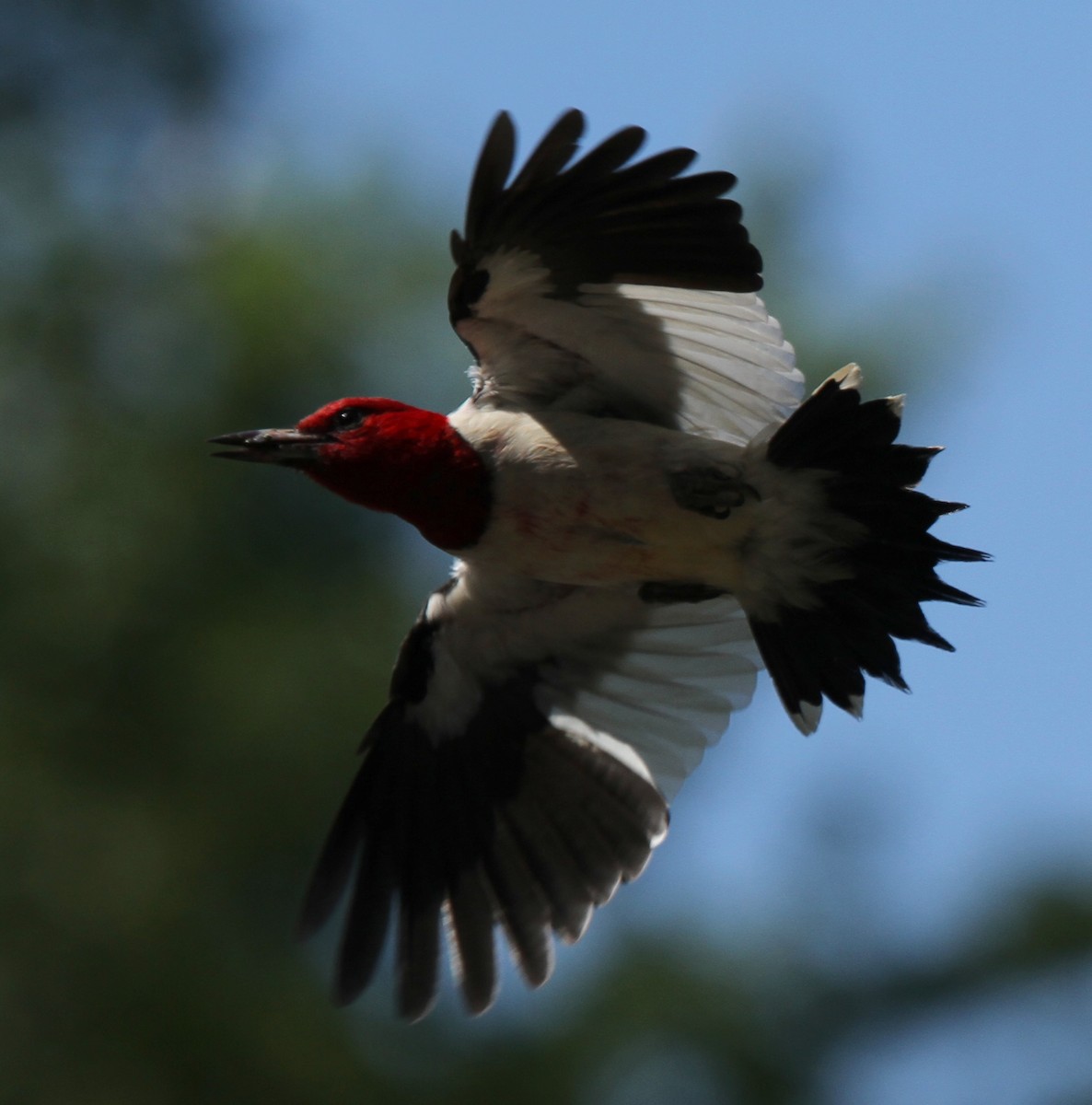 Red-headed Woodpecker - David Wheeler