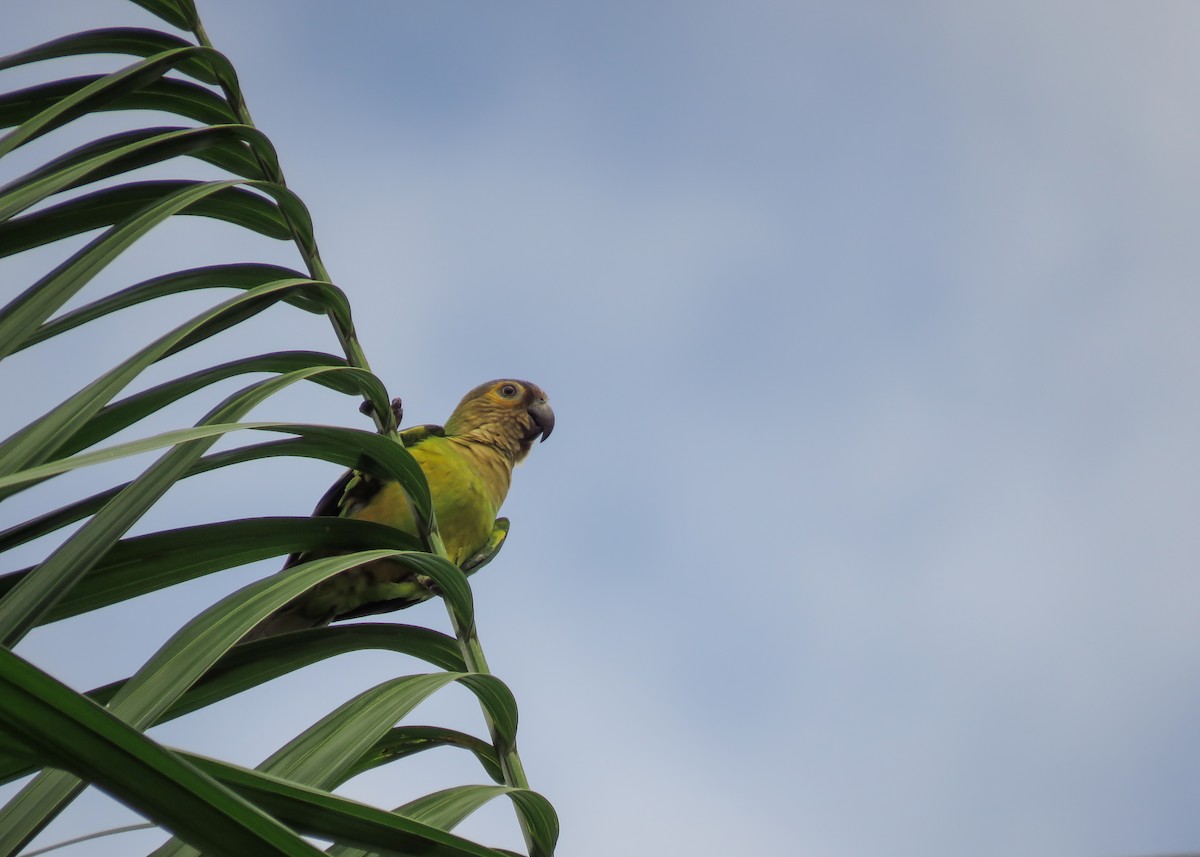 Brown-throated Parakeet - Arthur Gomes